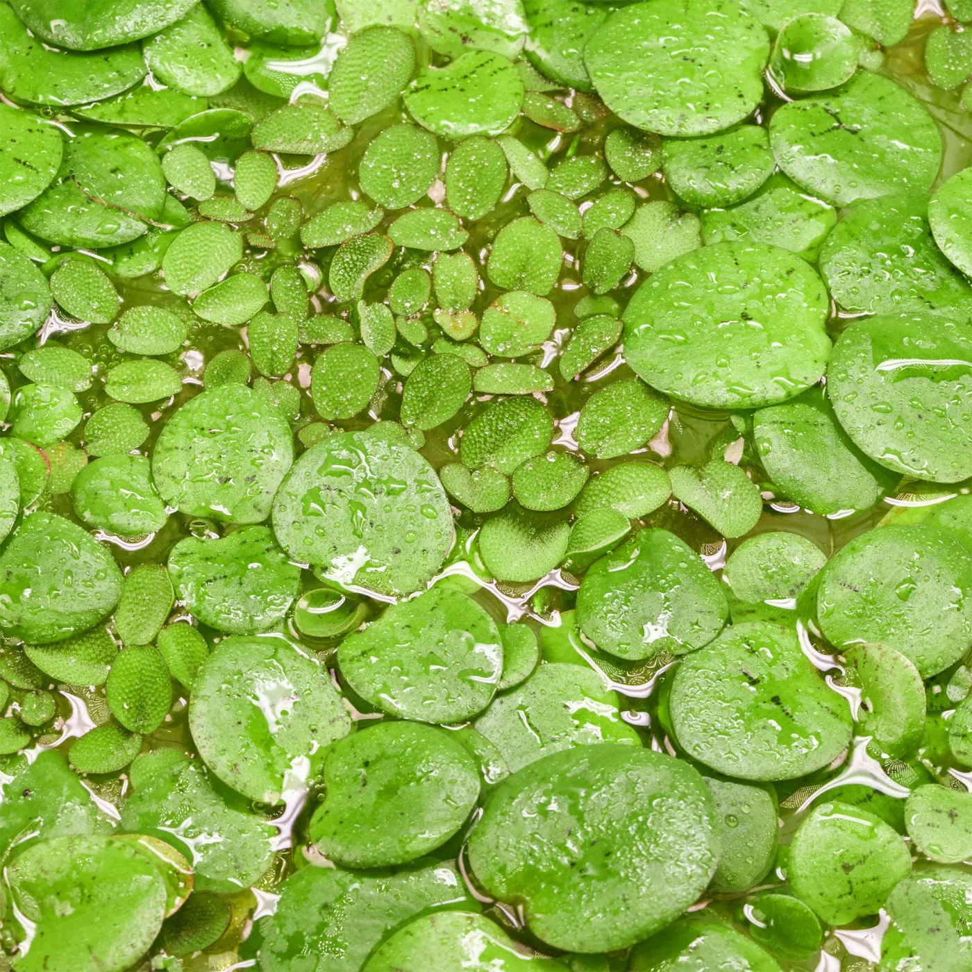 Teichpflanzen Set: Froschbiss & Schwimmfarn | Schwimmpflanzen für Miniteich & Garten
