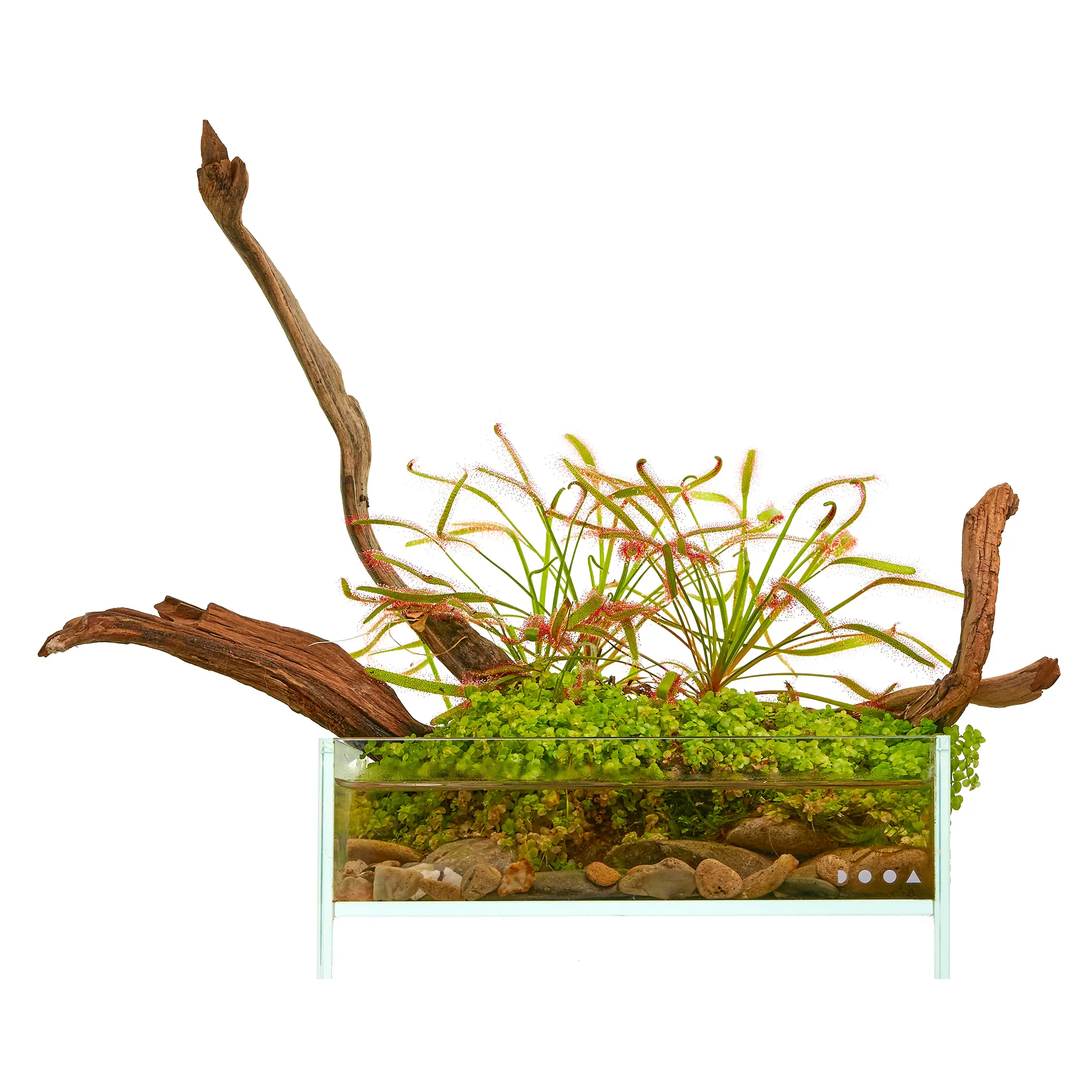 Terrarium Wabi-Kusa Set mit fleischfressender Pflanze