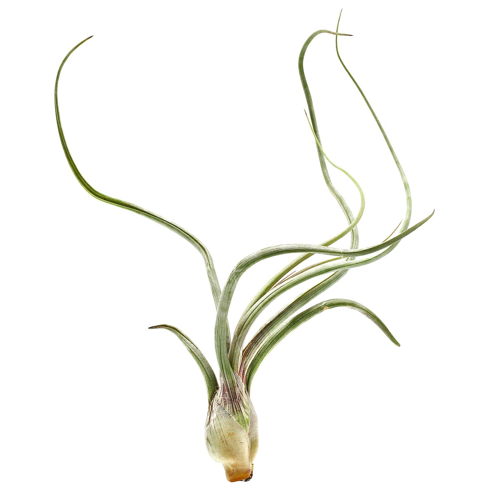 Tillandsia baileyi - Einzelpflanze - M