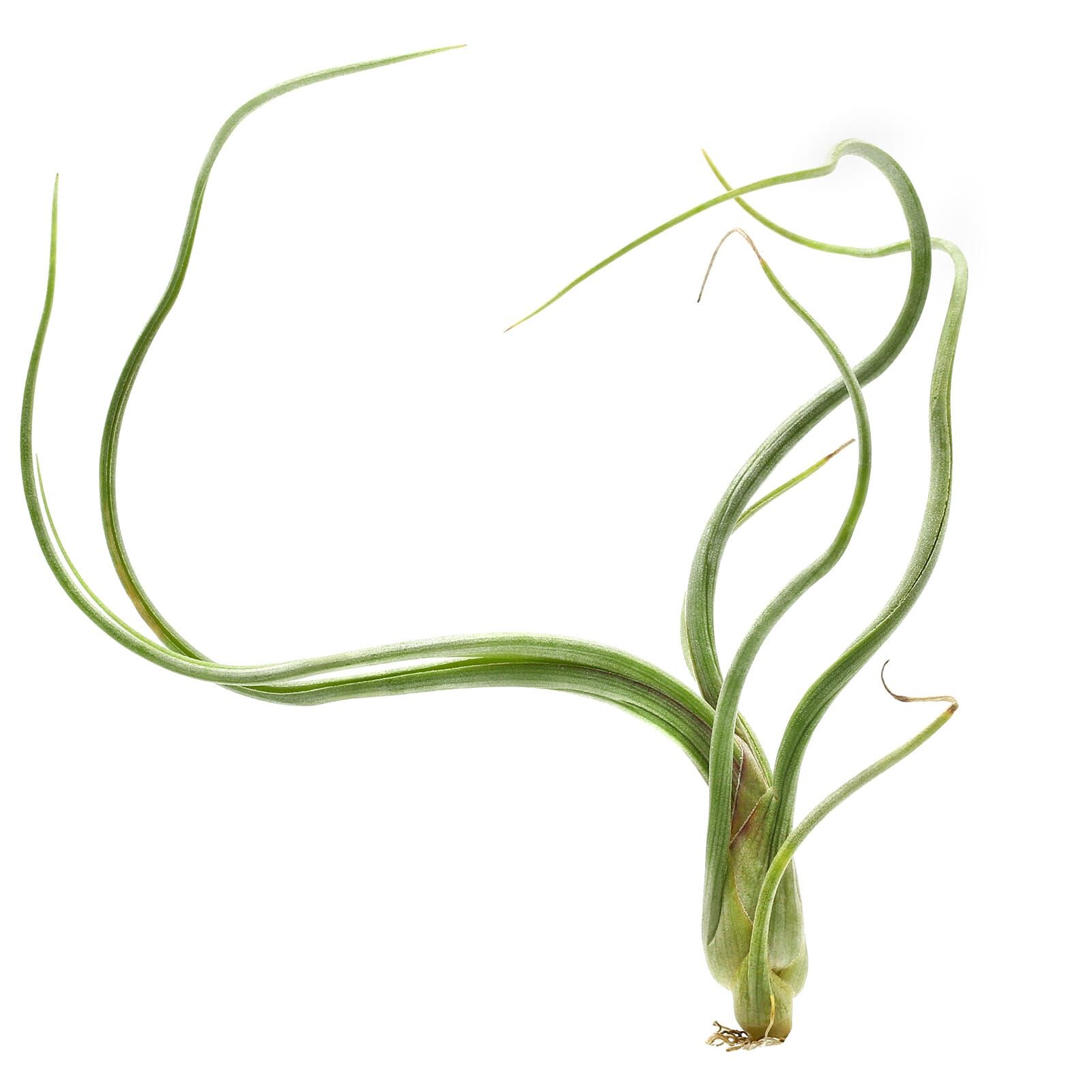Tillandsia baileyi - Einzelpflanze - S
