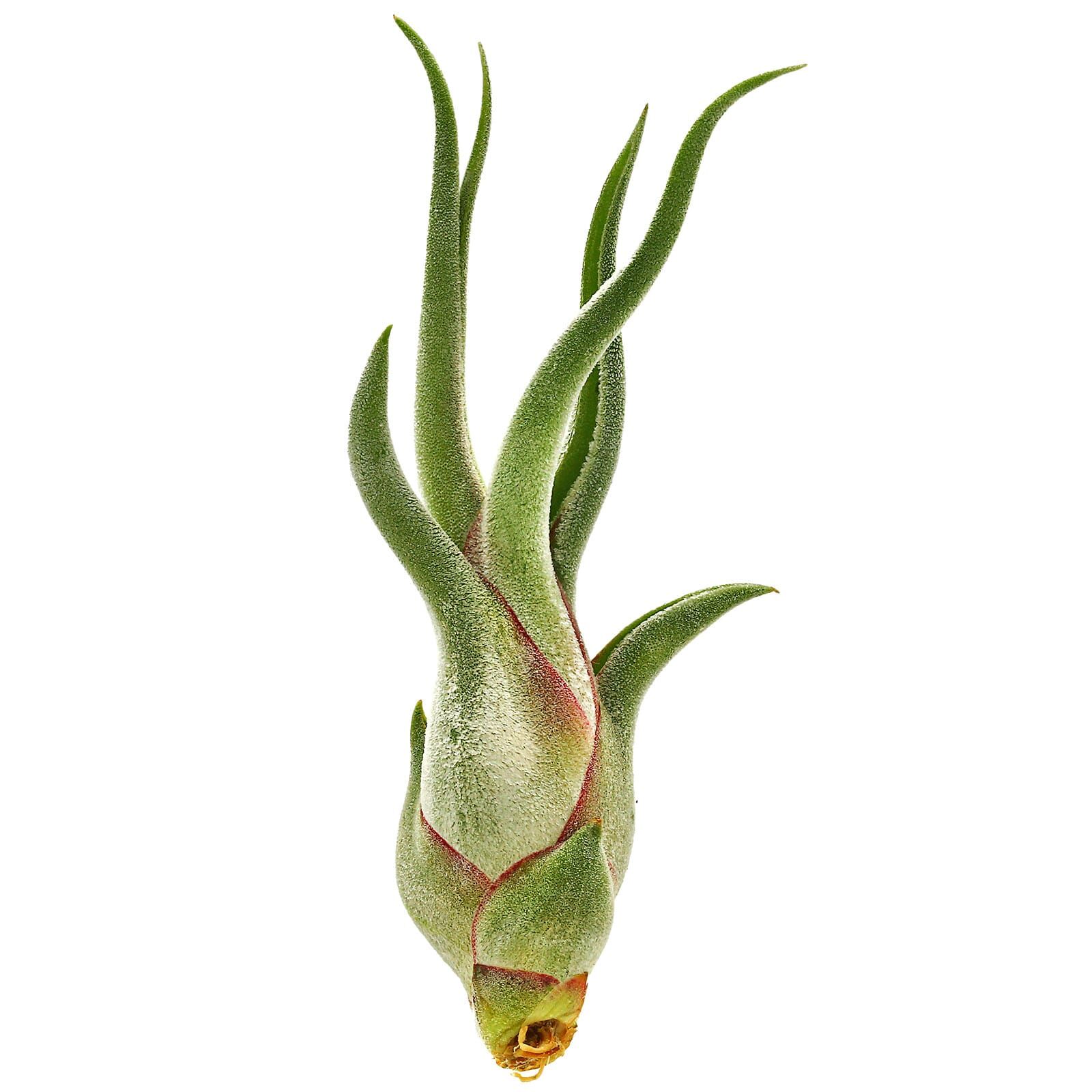 Tillandsia caput-medusae - Einzelpflanze - S