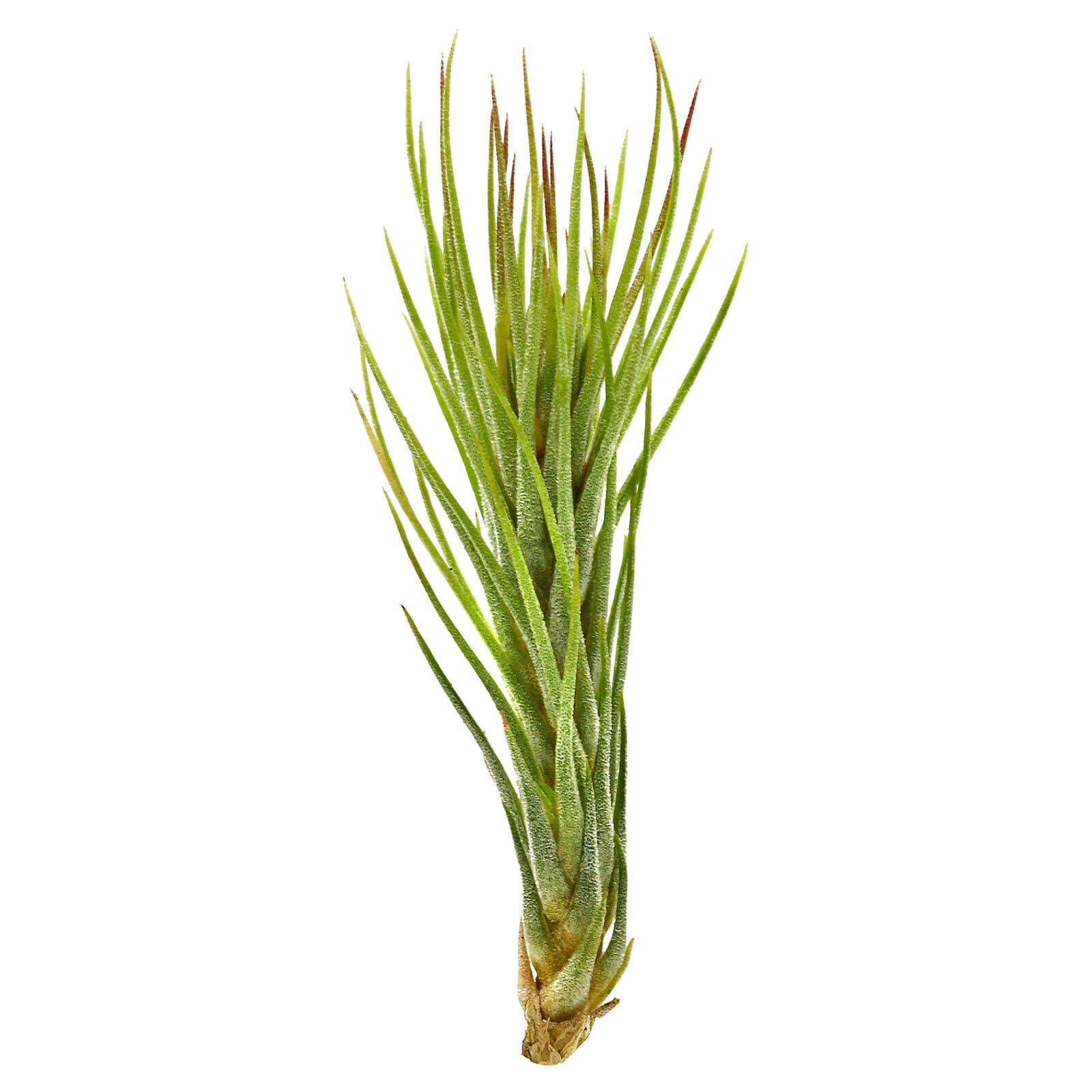 Tillandsia funckiana - Einzelpflanze - mini