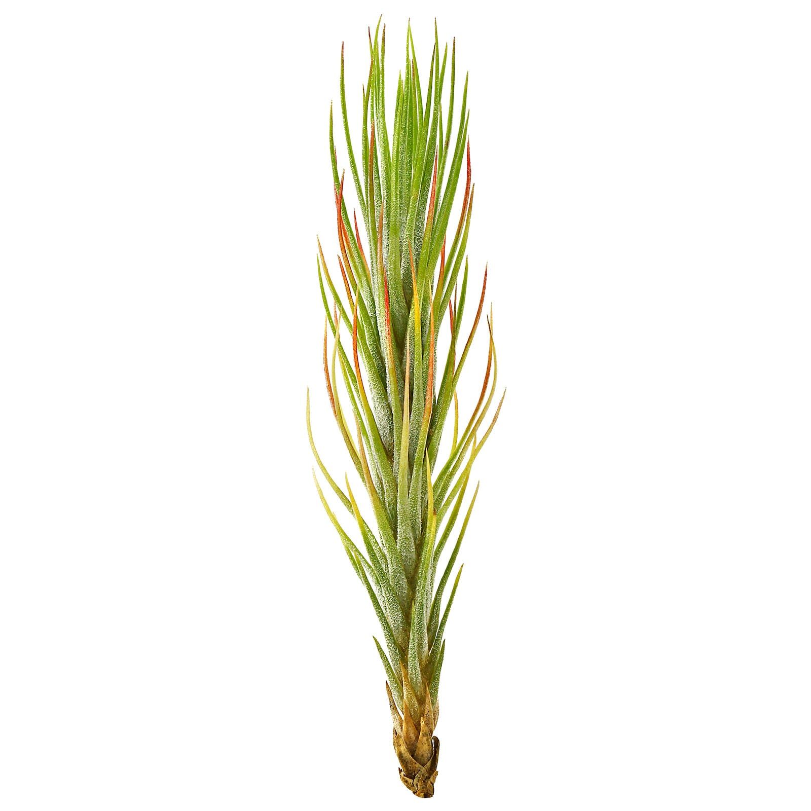 Tillandsia funckiana - Einzelpflanze - S