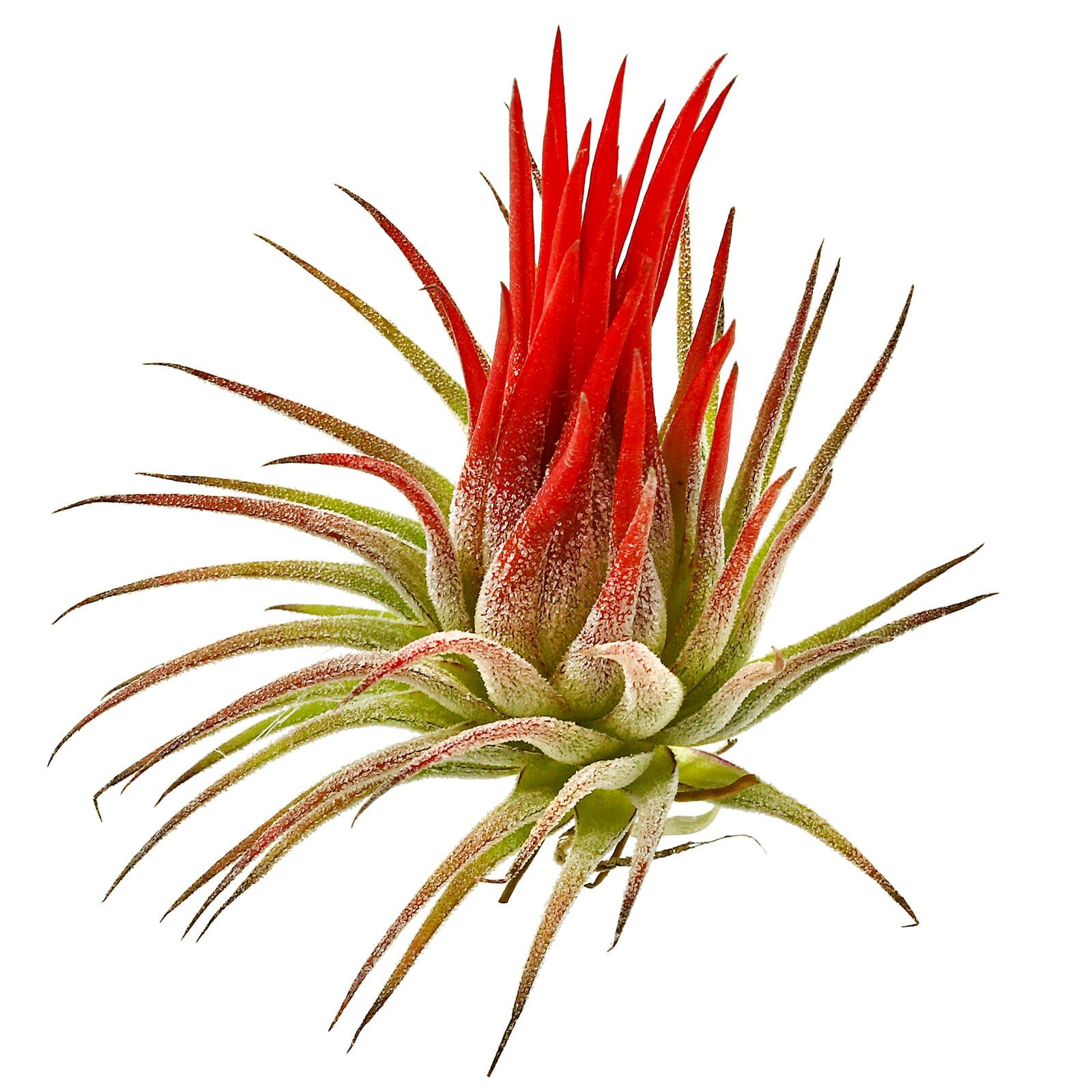 Tillandsia ionantha 'Fuego' - Einzelpflanze - M