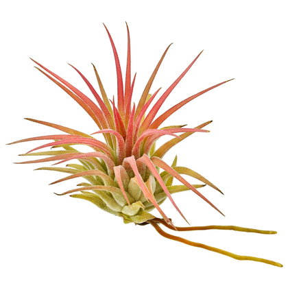 Tillandsia ionantha 'Rubra Peach' - Einzelpflanze - M