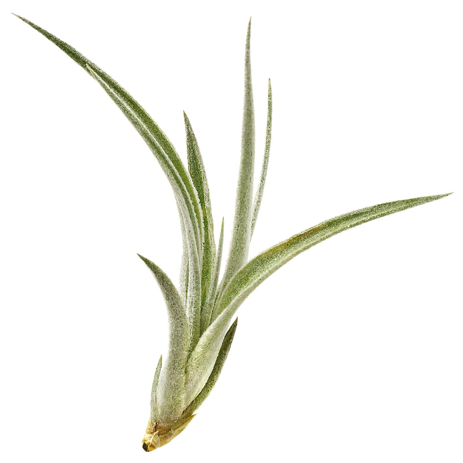 Tillandsia lorentziana - Einzelpflanze - S