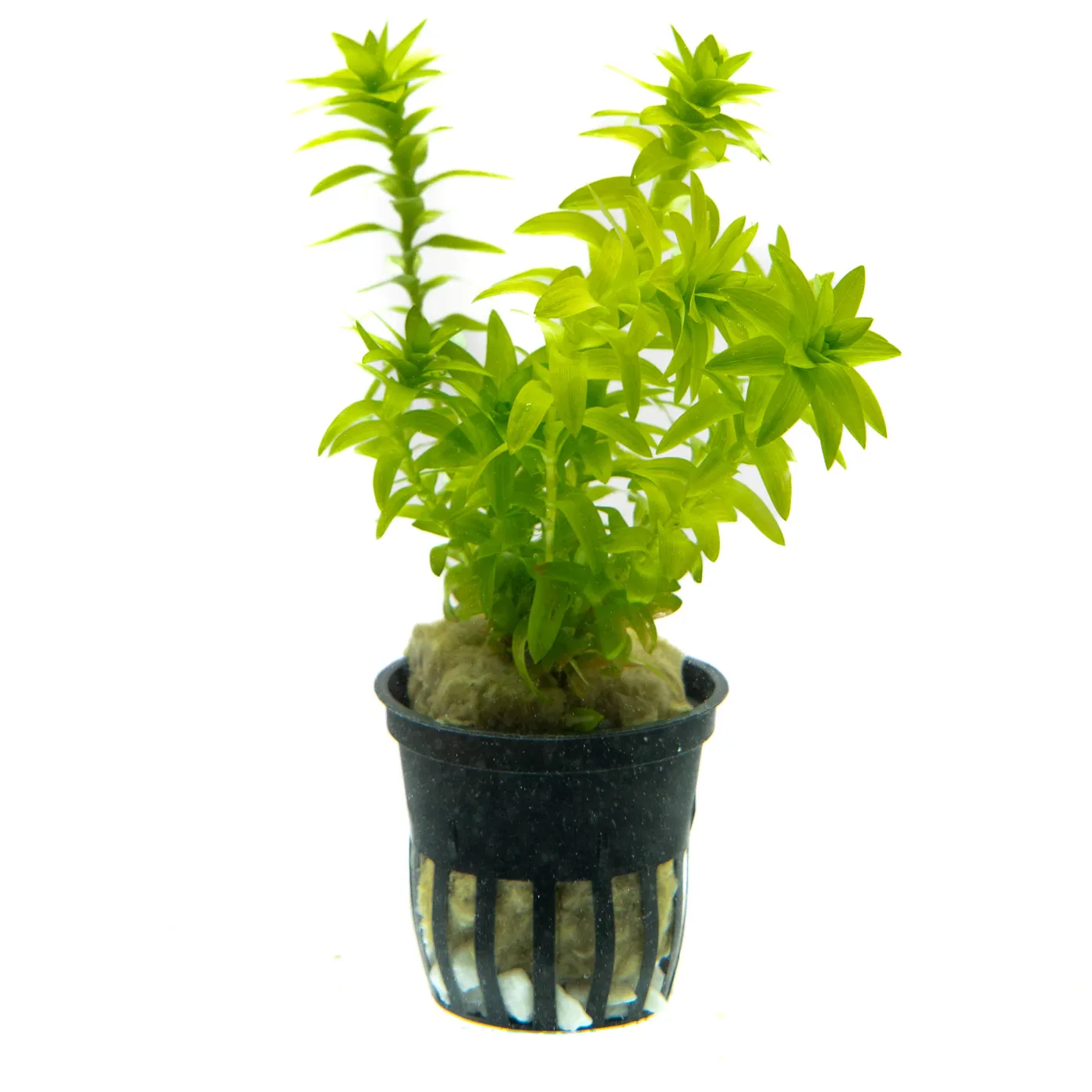 Tonina fluviatilis - Ecoscape
