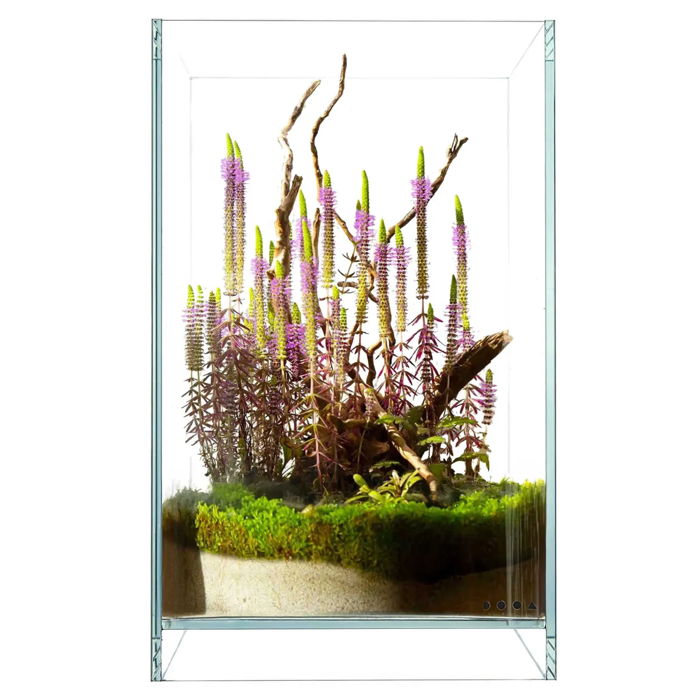 USCAPE Wabi-Kusa Blütenwald - Pflanzenset für Flaschengarten