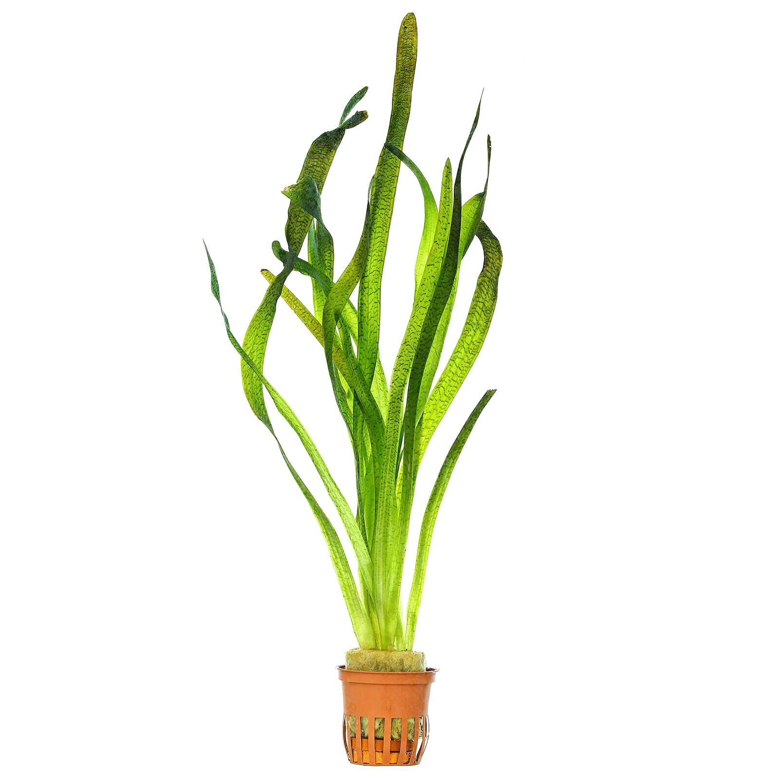 Vallisneria australis "Marmor"