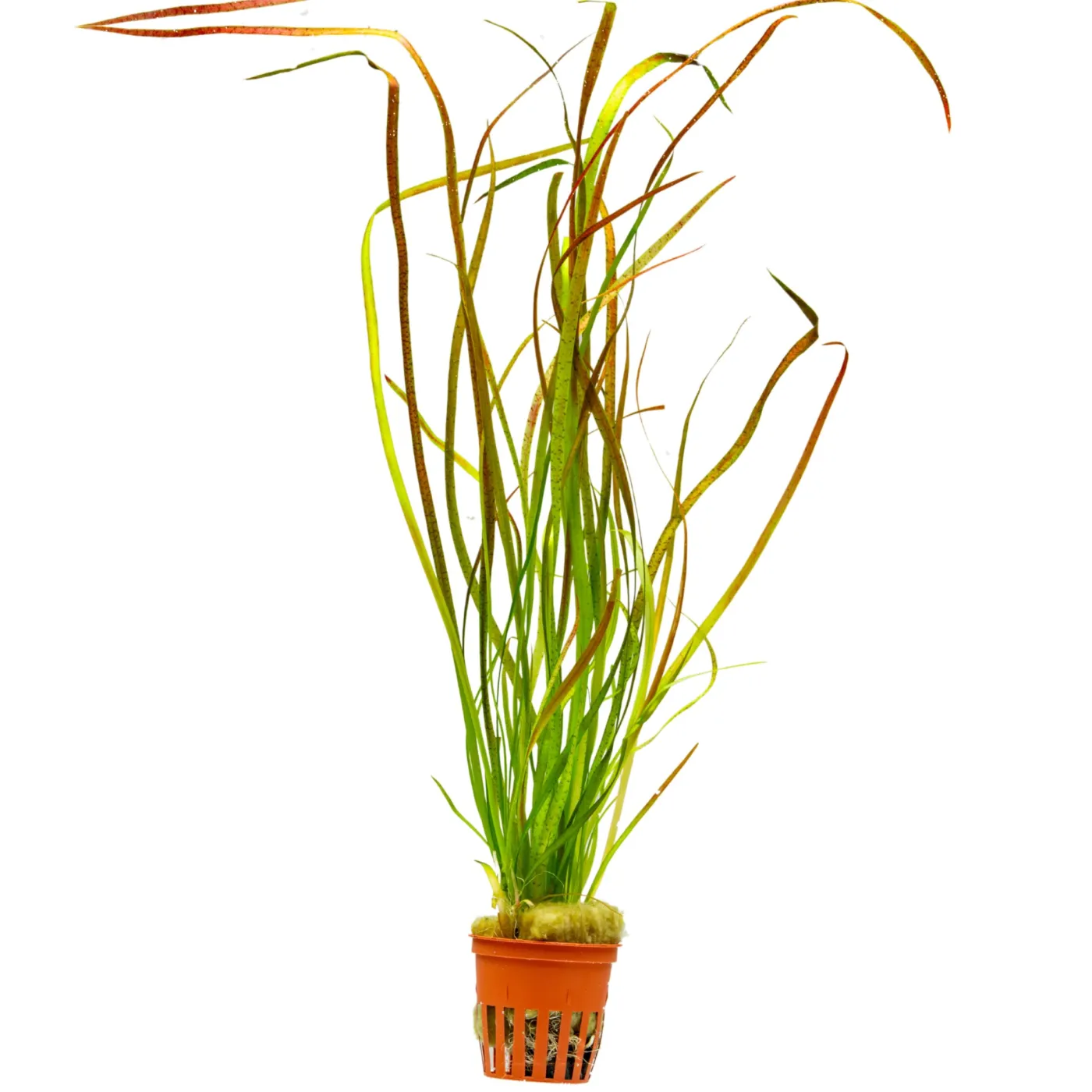 Vallisneria sp. "Rubra"