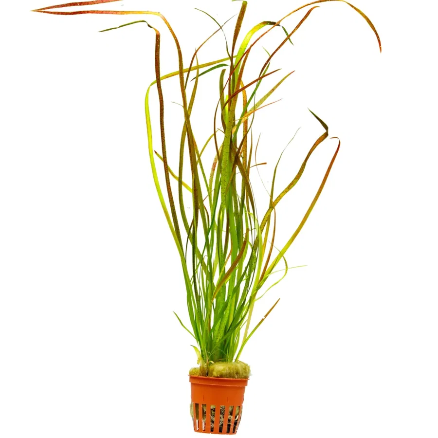 Vallisneria sp. "Rubra"