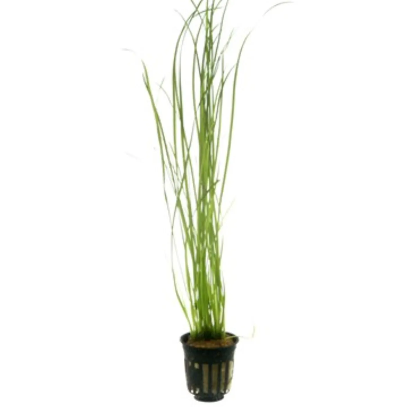 Vallisneria nana "Tiger"