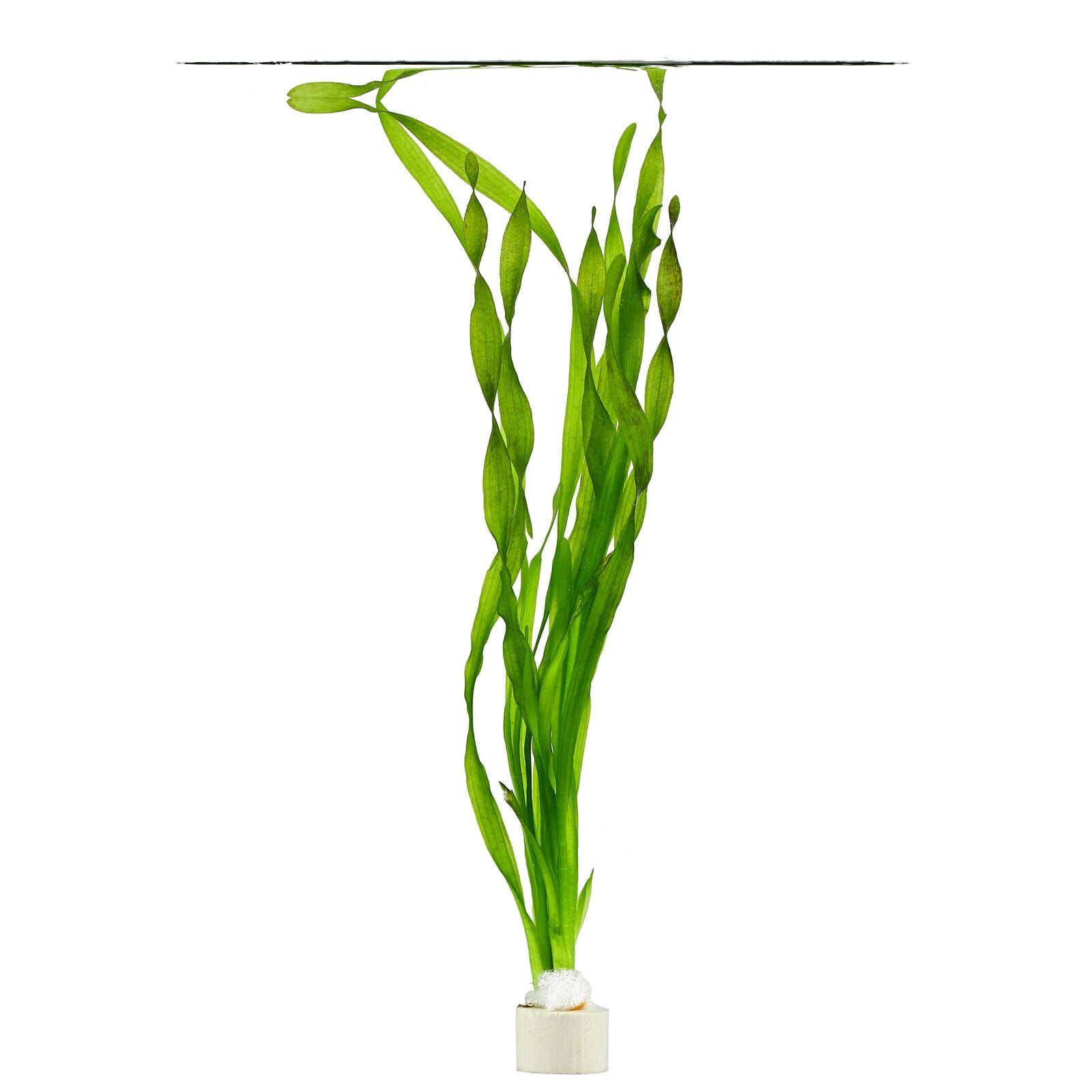 Vallisneria sp. "asiatica"