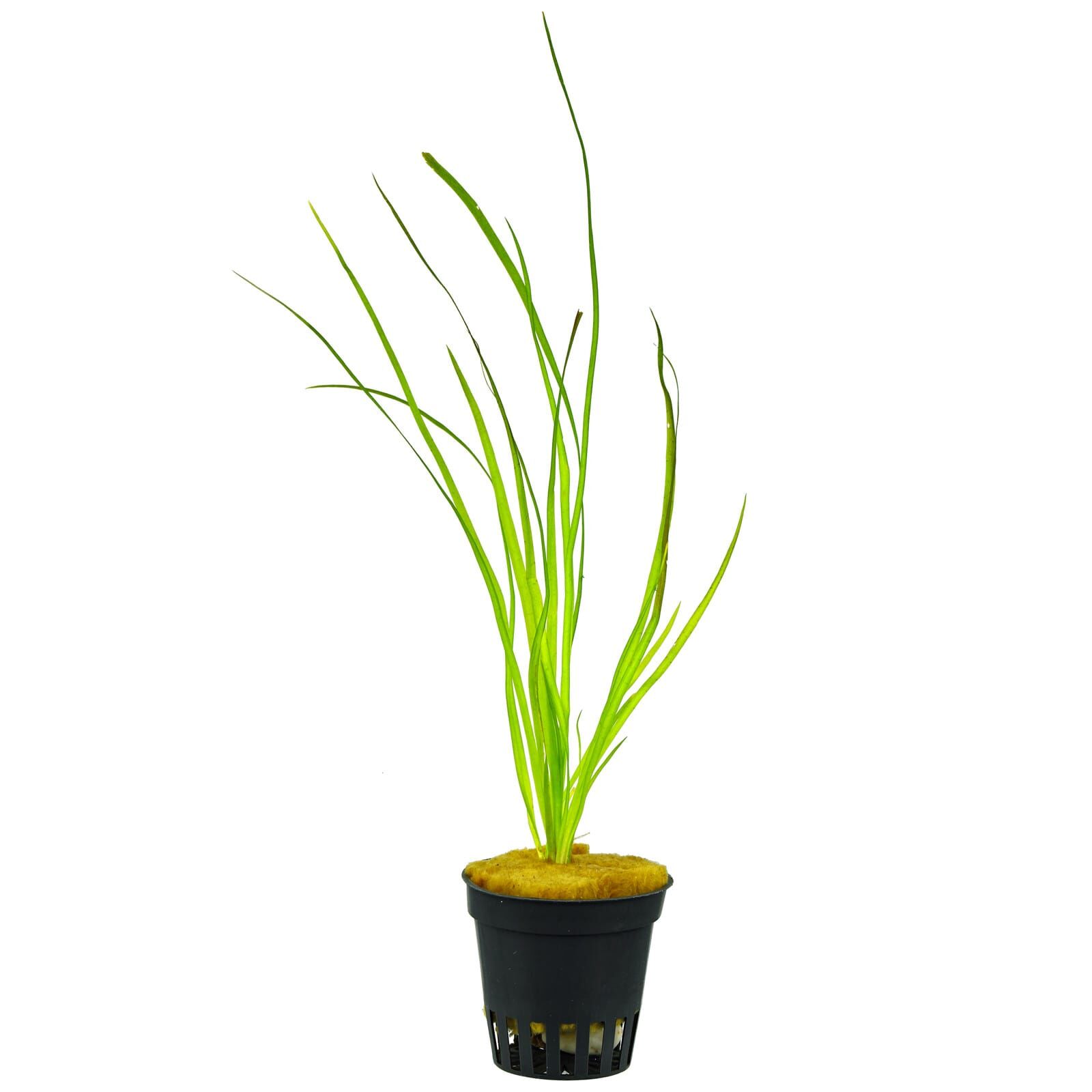 Vallisneria sp. "Rubra"