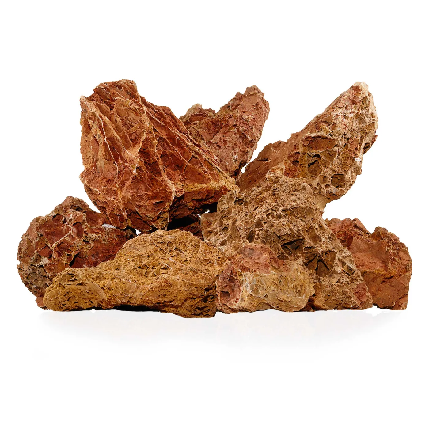 Versteinertes Laub | Fossilized Leaves