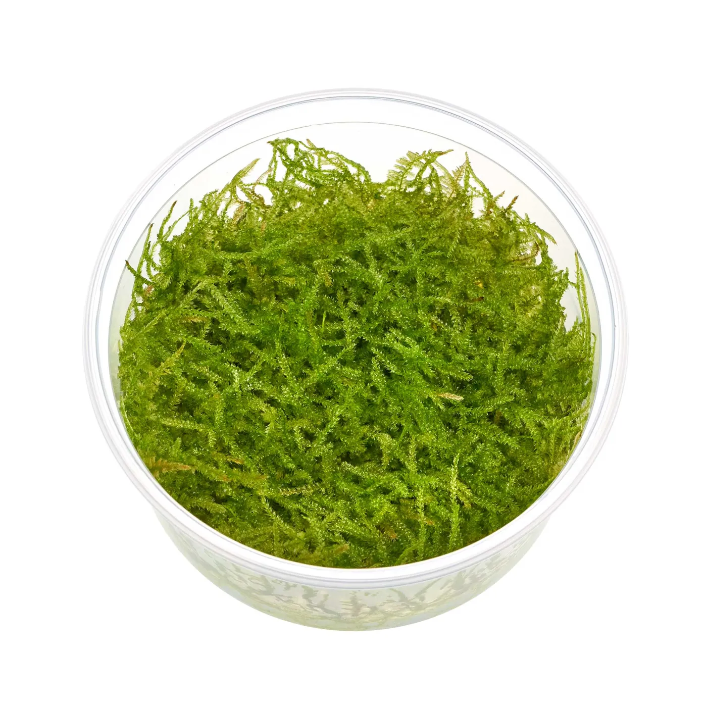 Vesicularia cf. montagnei "Krabi" | Krabi-Moos - in vitro