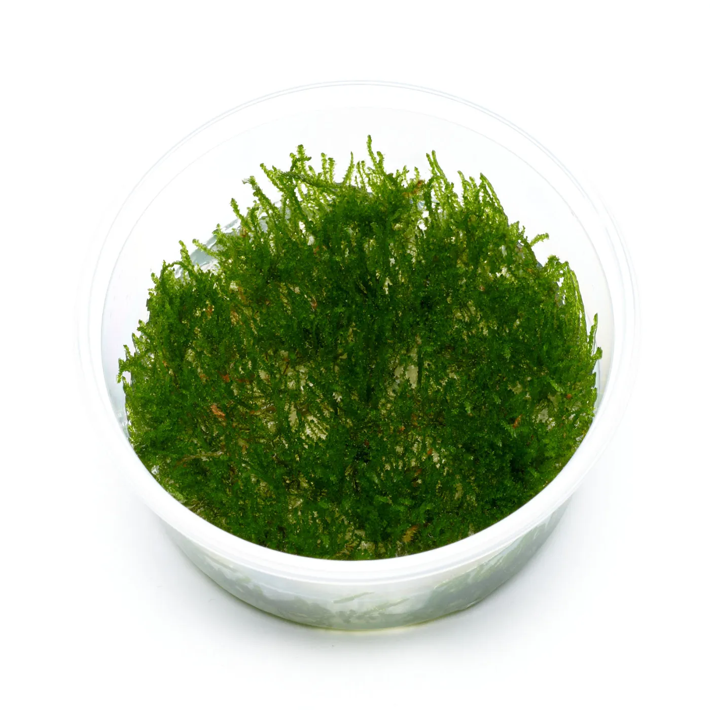 Vesicularia ferriei | Weeping Moos, Trauerweidenmoos - in vitro