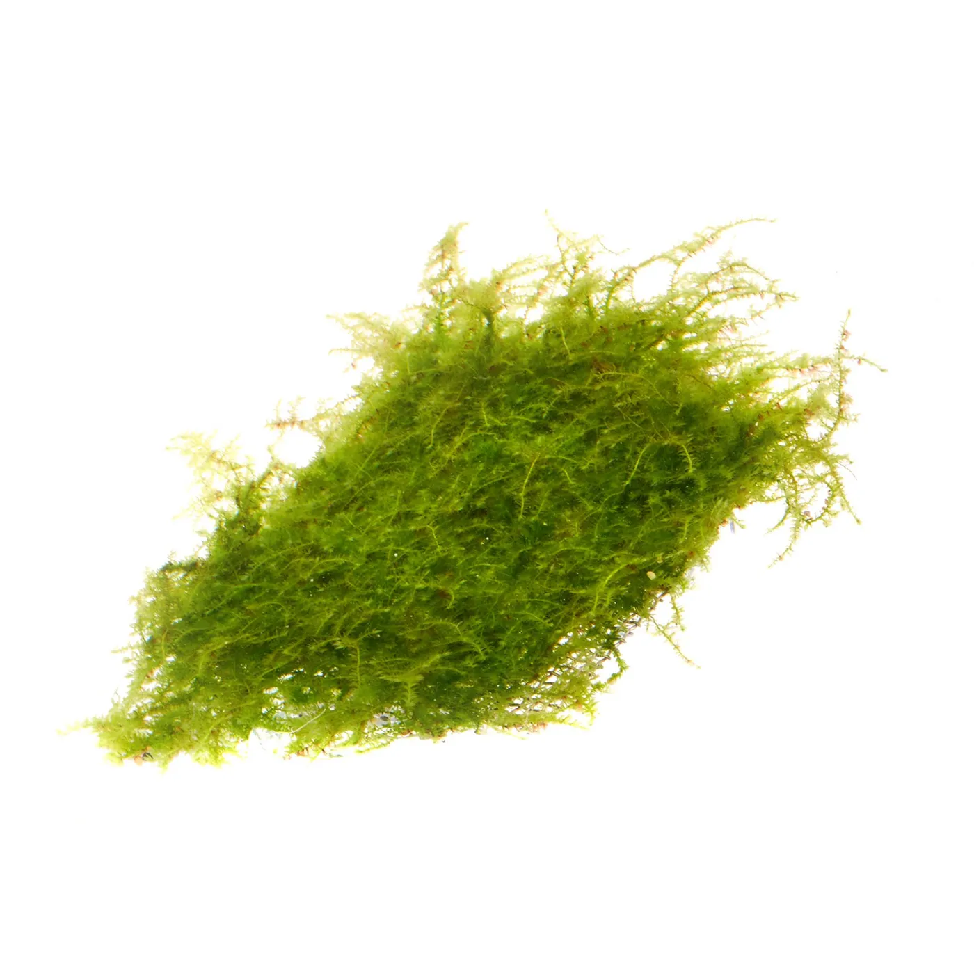 Vesicularia montagnei | Christmas Moos, Weihnachtsbaum Moos - auf Gitter 8x8 cm