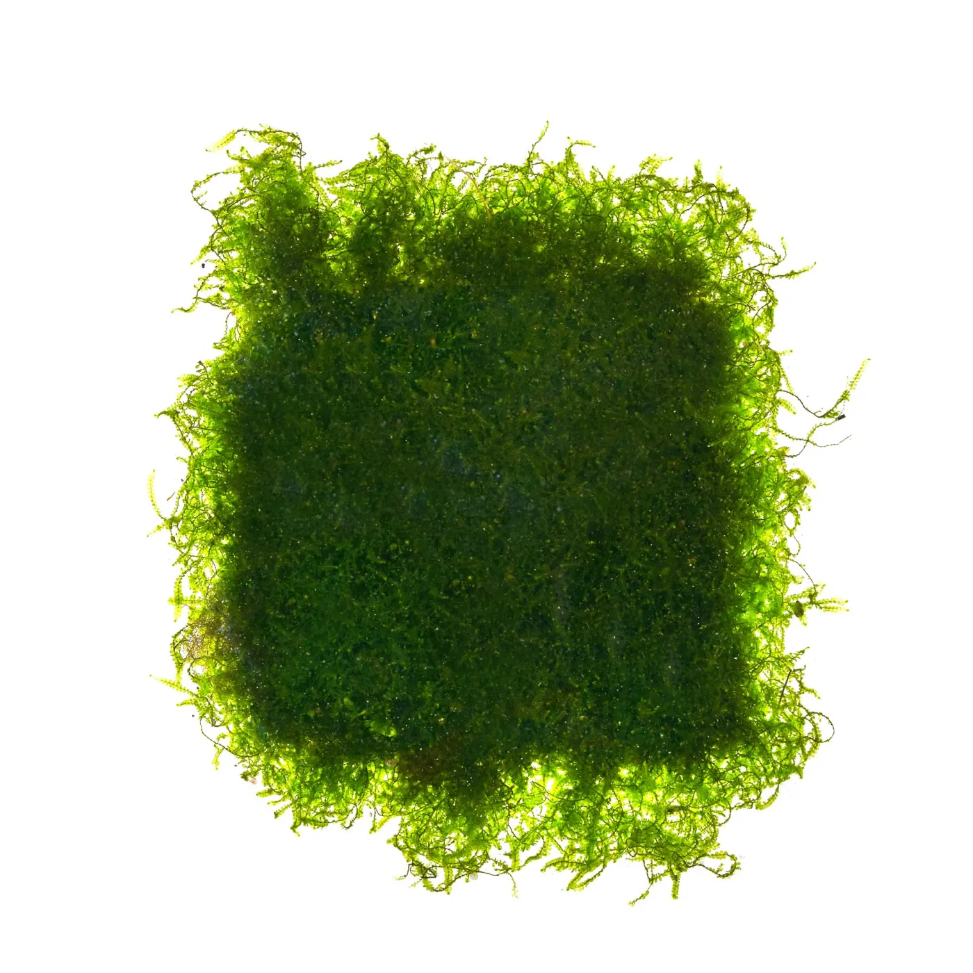 Vesicularia montagnei "Mini" | Christmas Moos "Mini" - auf Gitter 8x8 cm