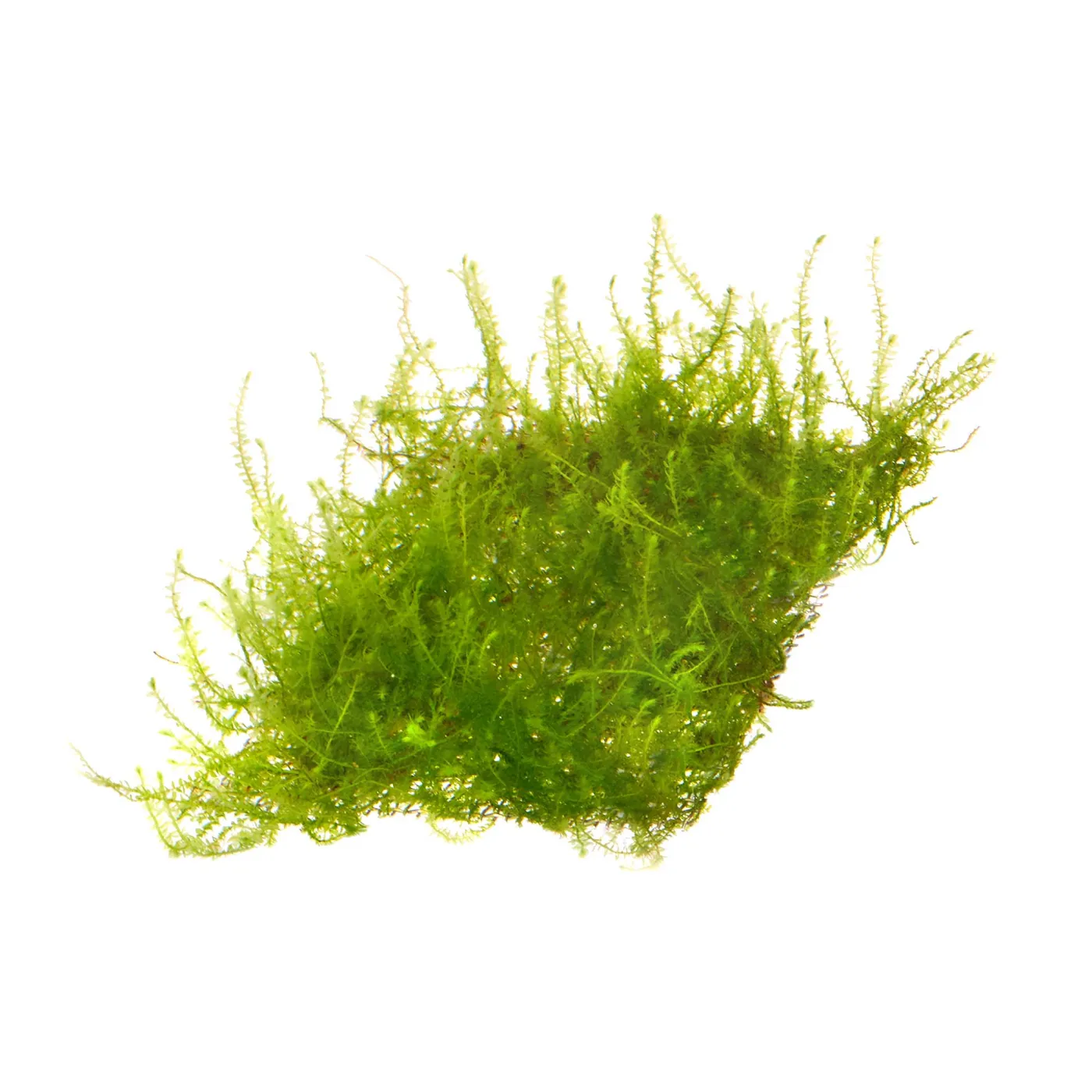 Vesicularia sp. | Creeping Moos - auf Gitter 8x8 cm