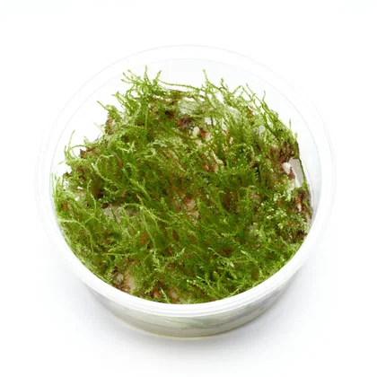 Vesicularia sp. | Creeping Moos - in vitro