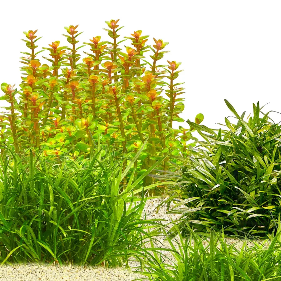 Vordergrundpflanzen ohne CO2 | Anspruchslose Aquariumpflanzen Set für den Vordergrund - In Vitro Set