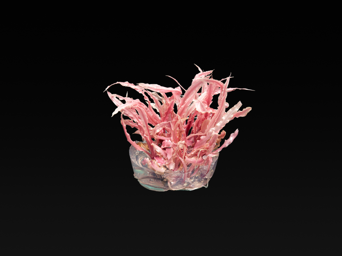 Cryptocoryne balansae 'Pink'
