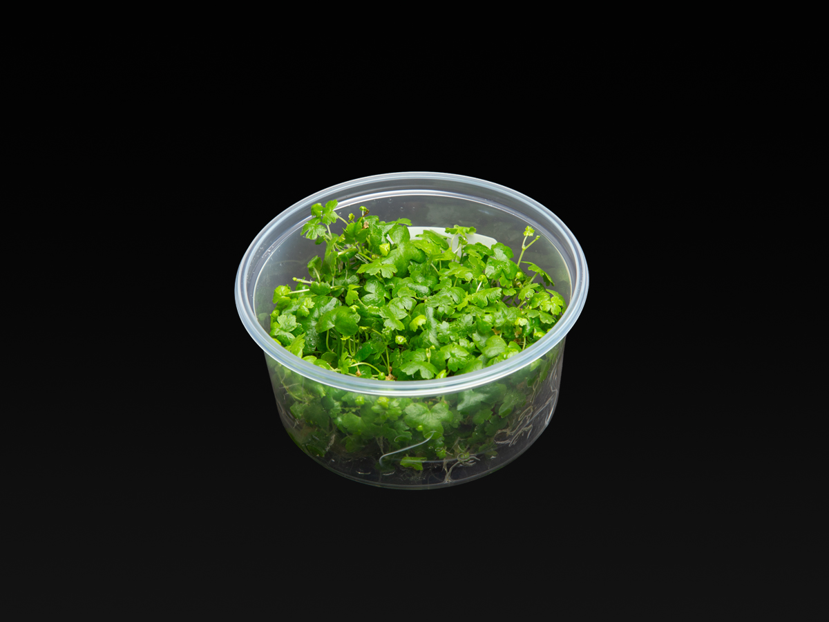 Hydrocotyle tripartita 'Japan'