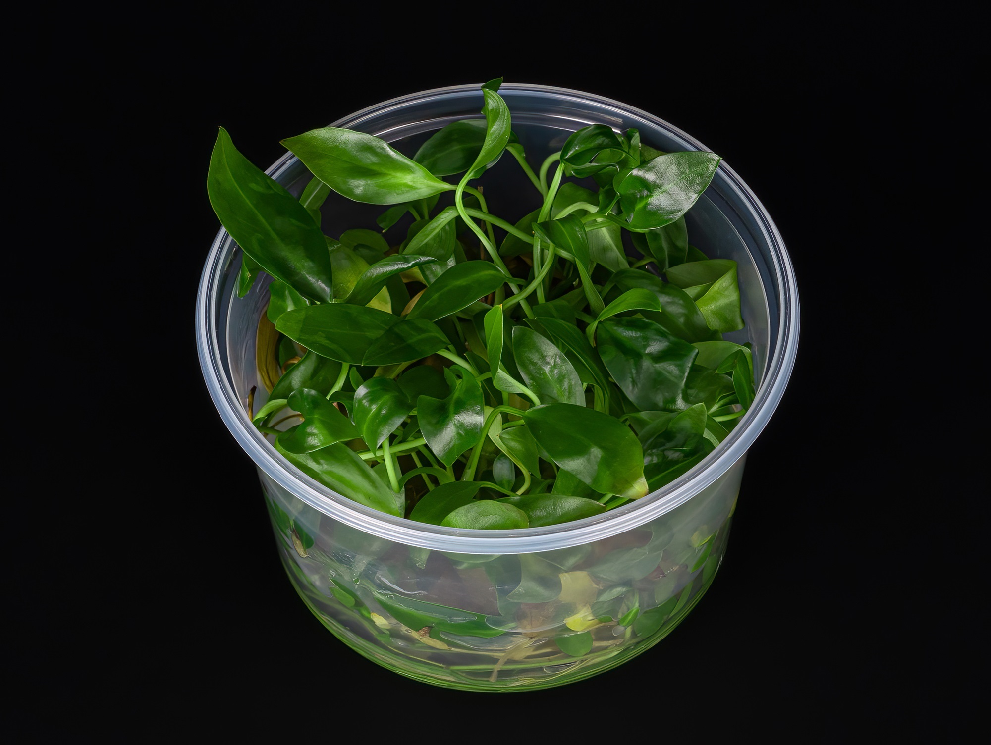 Anubias afzelii ("congensis")