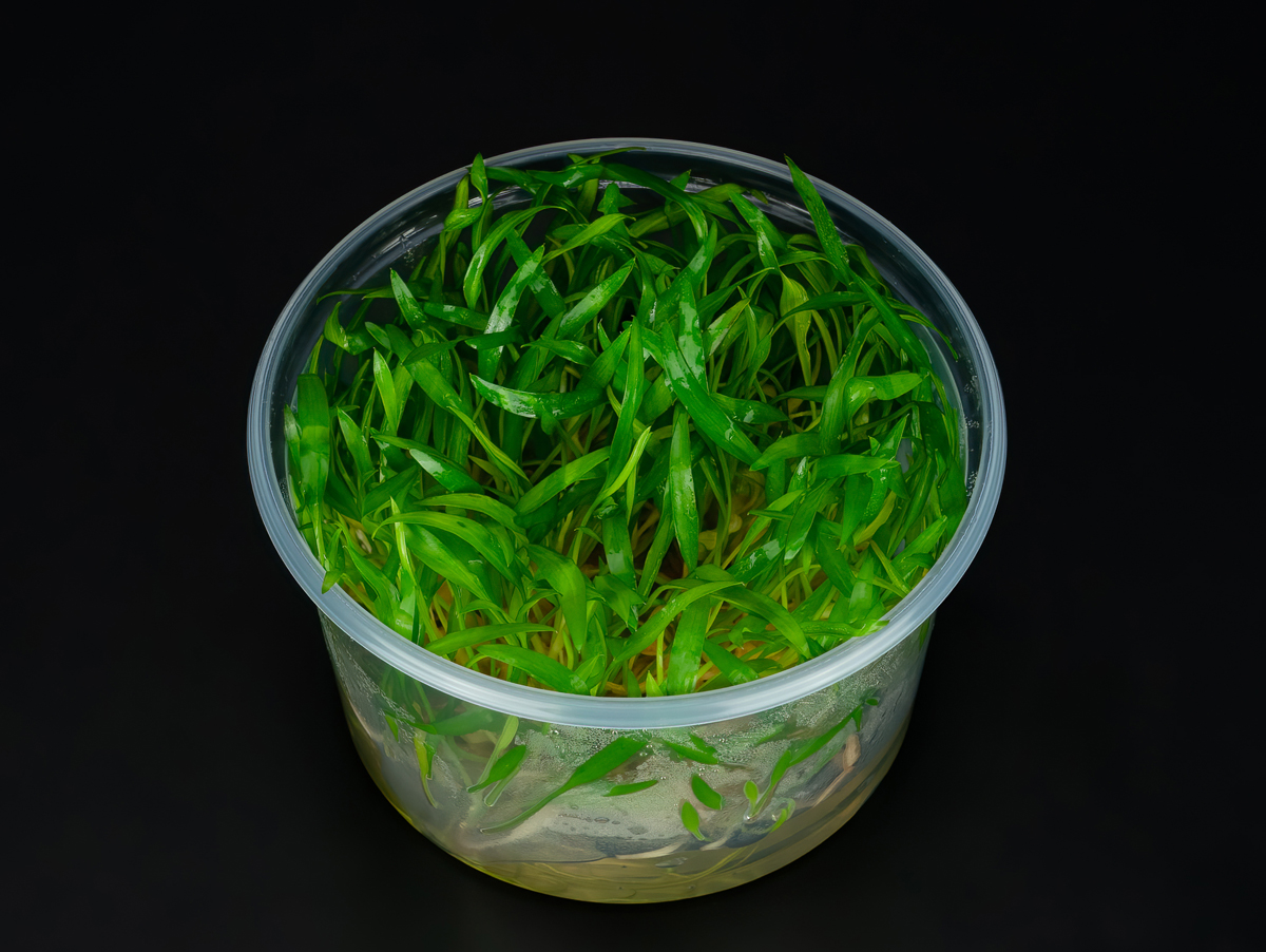 Cryptocoryne x willisii "nevillii"