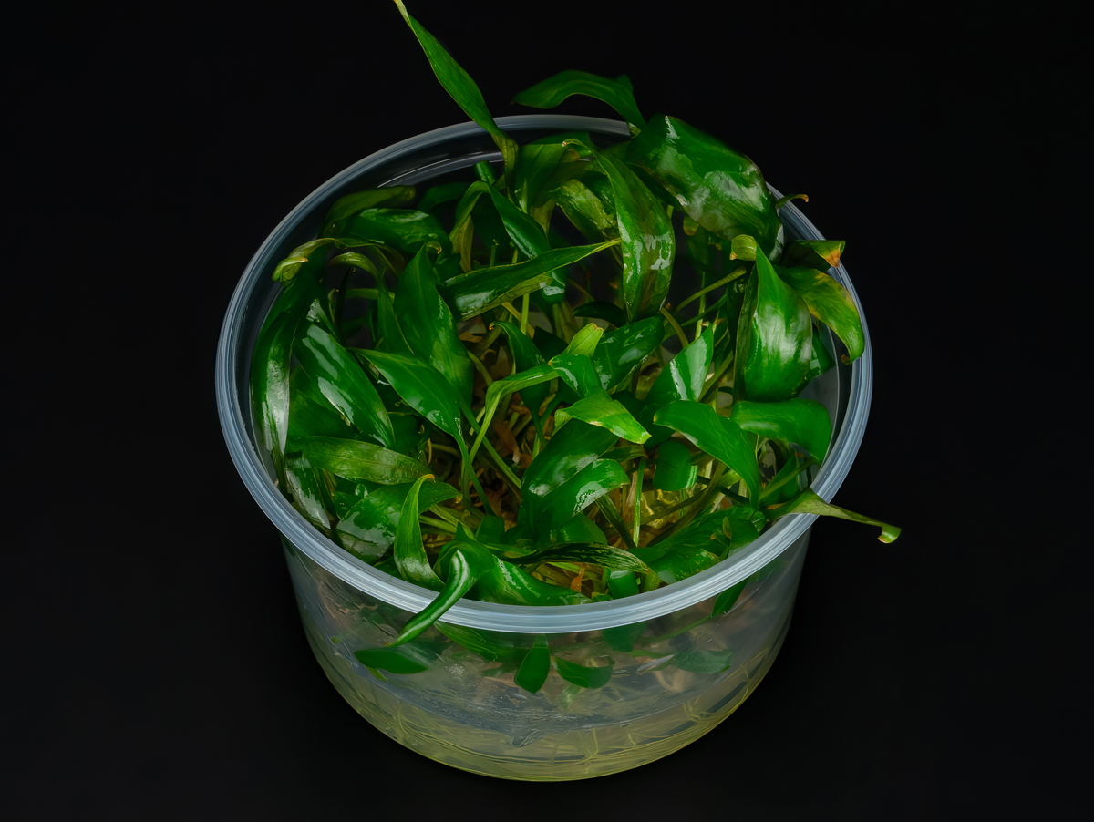 Cryptocoryne cordata