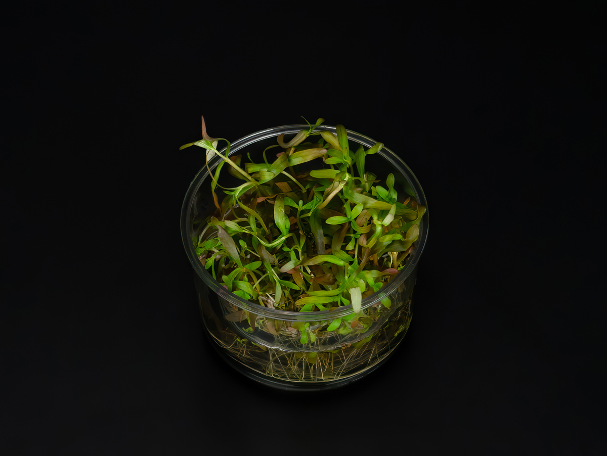 Ammannia senegalensis