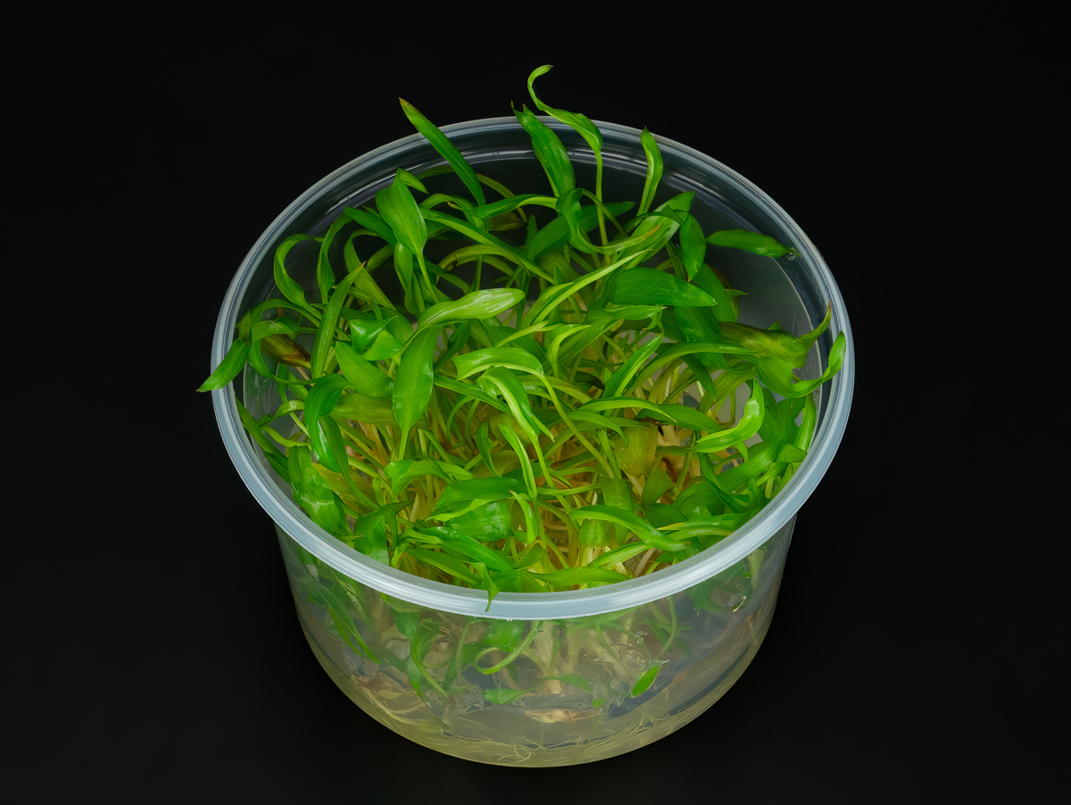 Cryptocoryne wendtii "Affinis Rot"