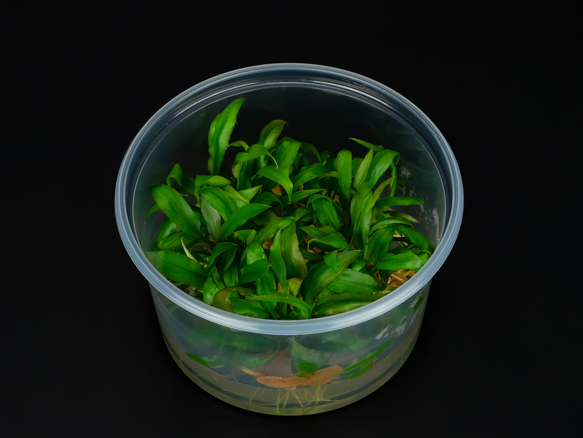 Cryptocoryne pygmea