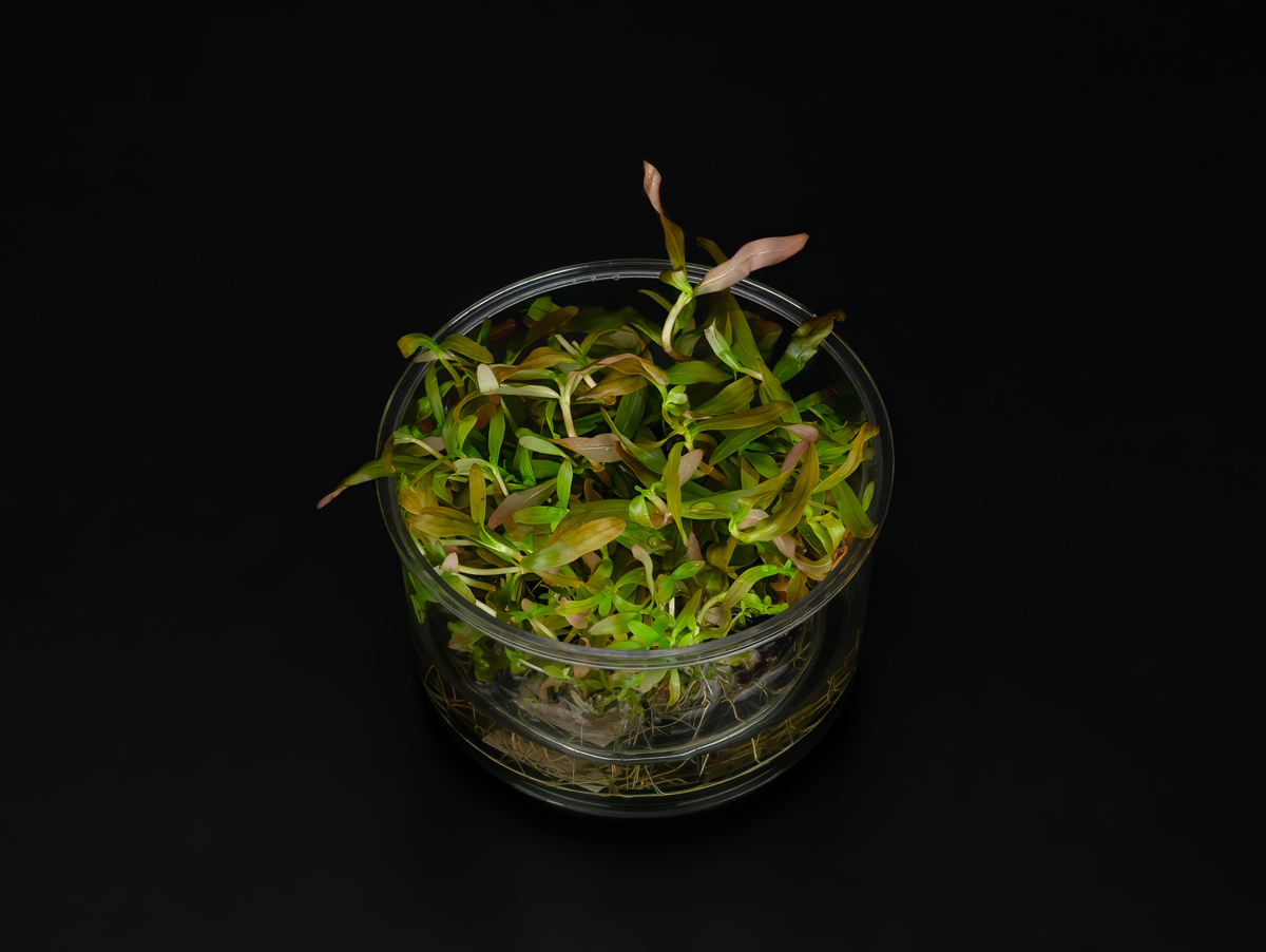 Ammannia gracilis