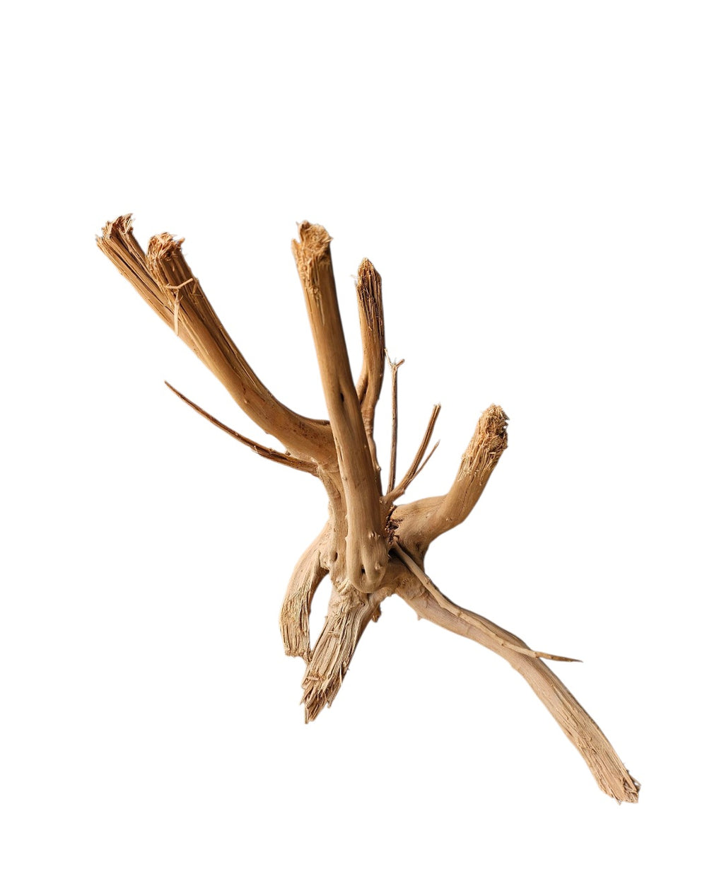 WIO Tree Trunk Wood Wurzel 300