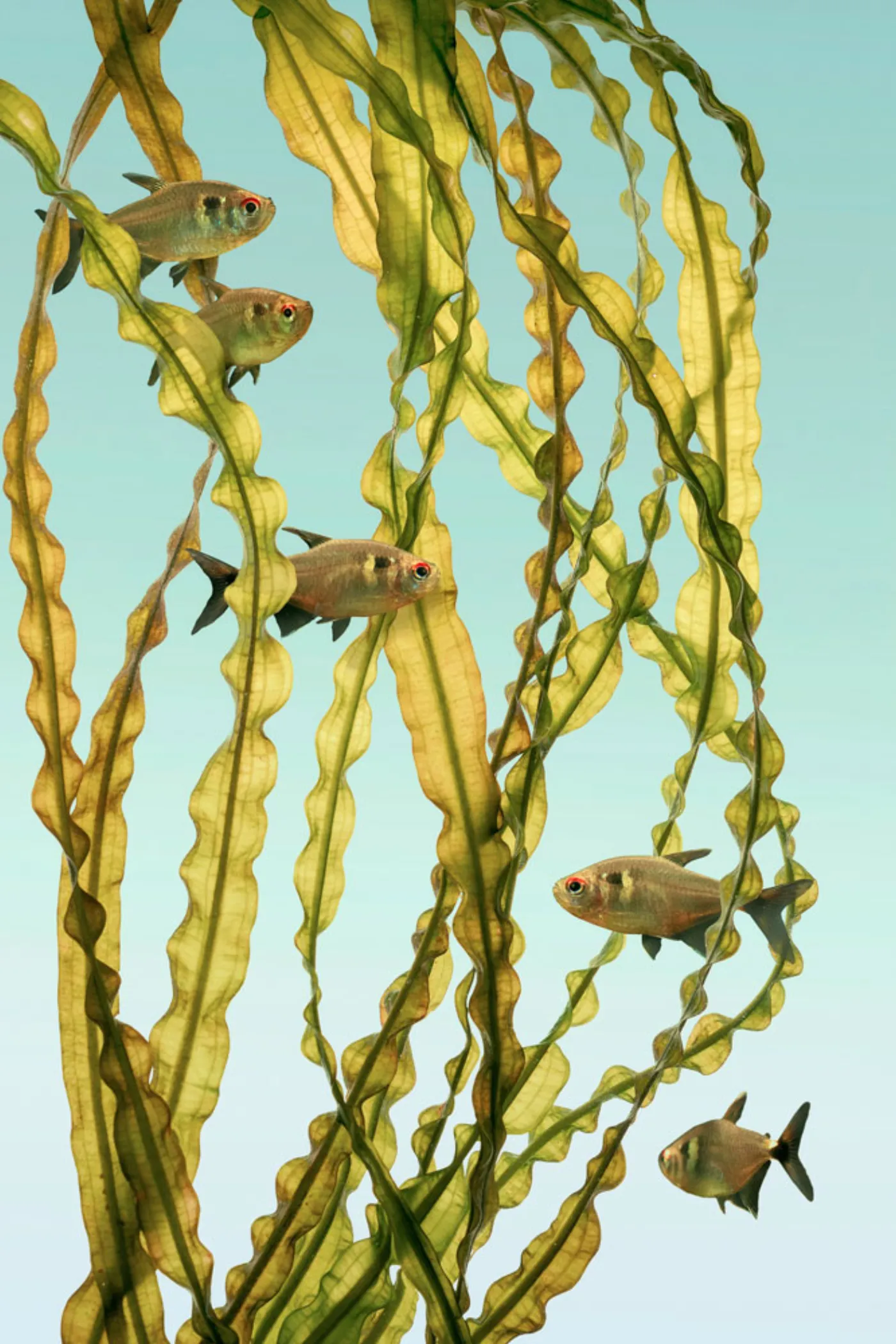 TWoG - A. Longiplumulosus & Hemigrammus Ocellifer