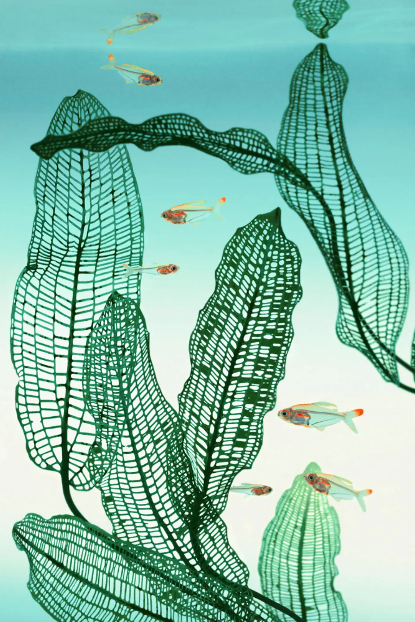 TWoG - A.Madagascariensis & Trochilocharax Ornatus