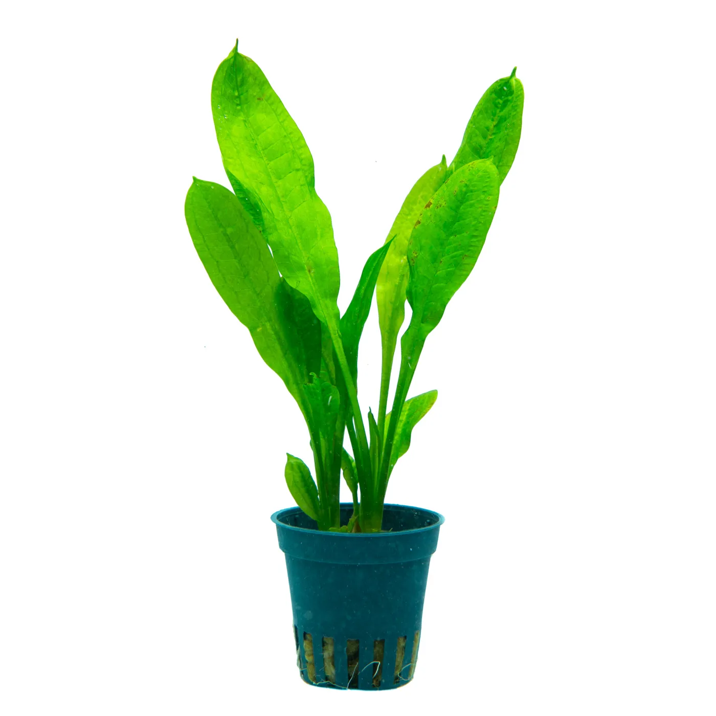 1-2-GROW! Echinodorus grisebachii 'Tropica'