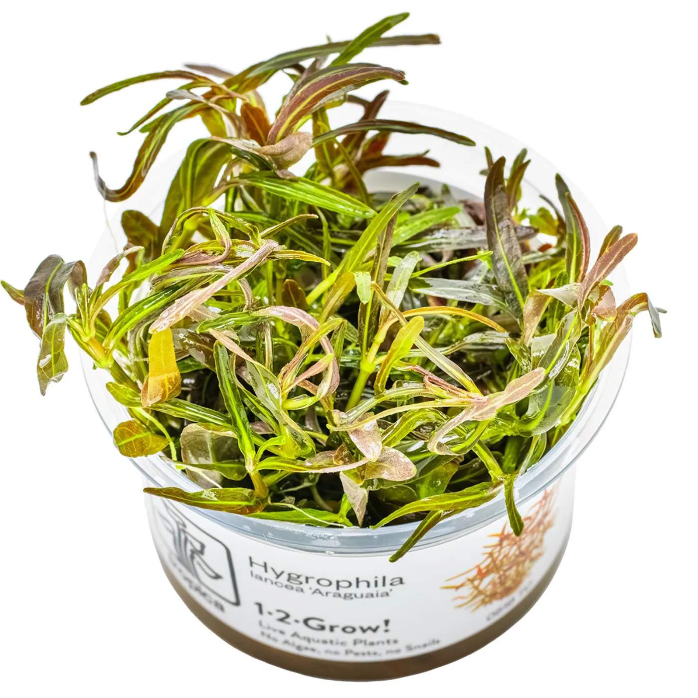 Hygrophila lancea 'Araguaia' In-Vitro