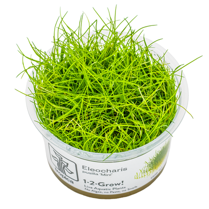 Eleocharis pusilla 1-2-Grow!