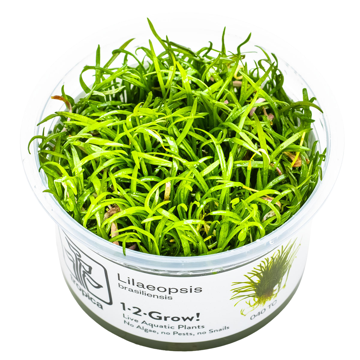 1-2-GROW! Brasilianische Graspflanze / Lilaeopsis brasiliensis