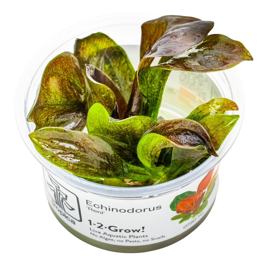 1-2-GROW! Echinodorus 'Reni'