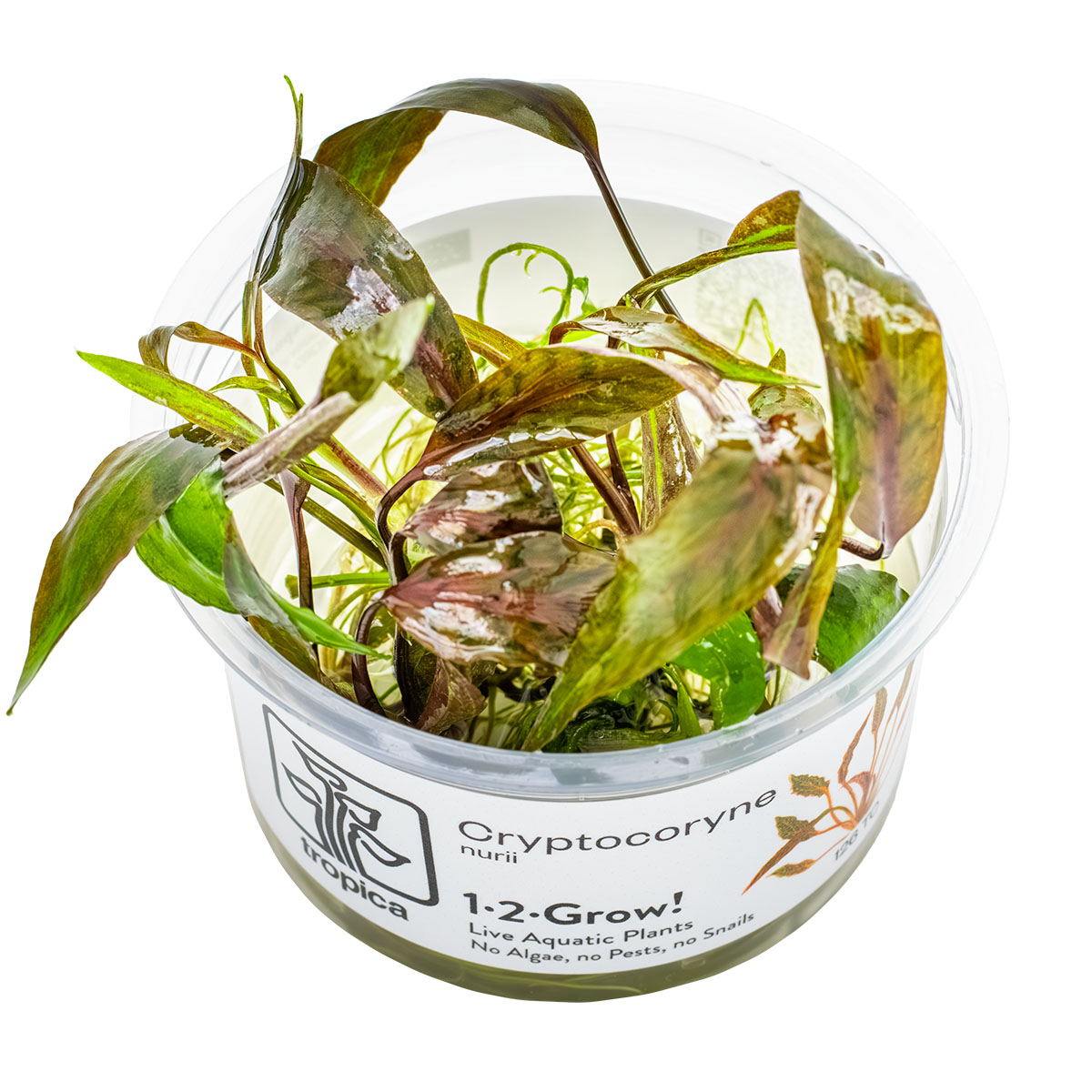 1-2-GROW! Herzblättriger Wasserkelch - Cryptocoryne nurii