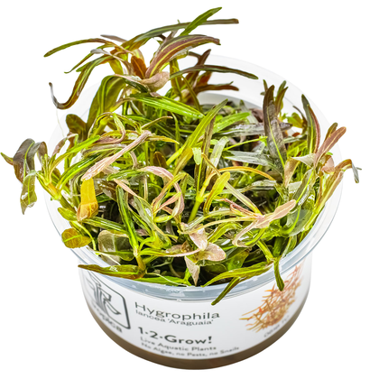 1-2-GROW! Hygrophila 'Araguaia'