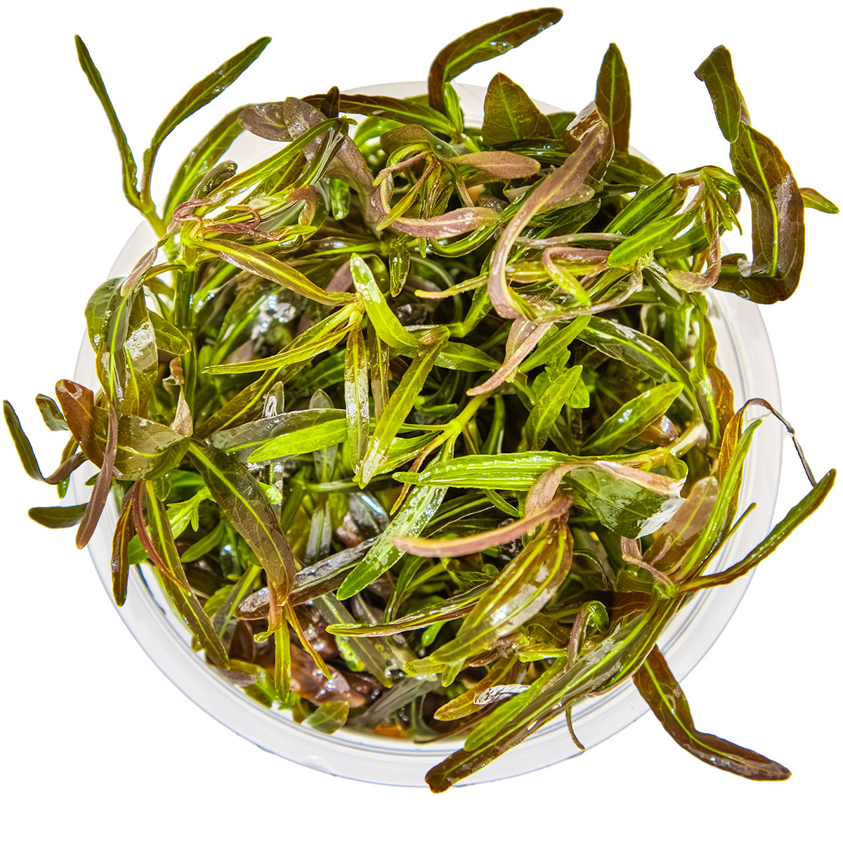 1-2-GROW! Hygrophila 'Araguaia'