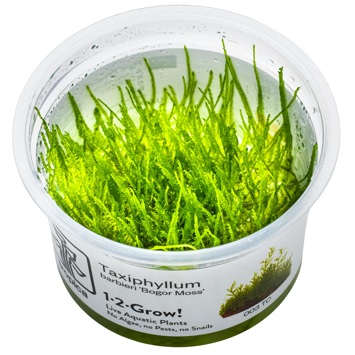 Taxiphyllum barbieri "Bogor Moss" 1-2-Grow!