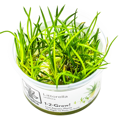 Littorella uniflora 1-2-Grow! - Tropica 081 TC - In Vitro