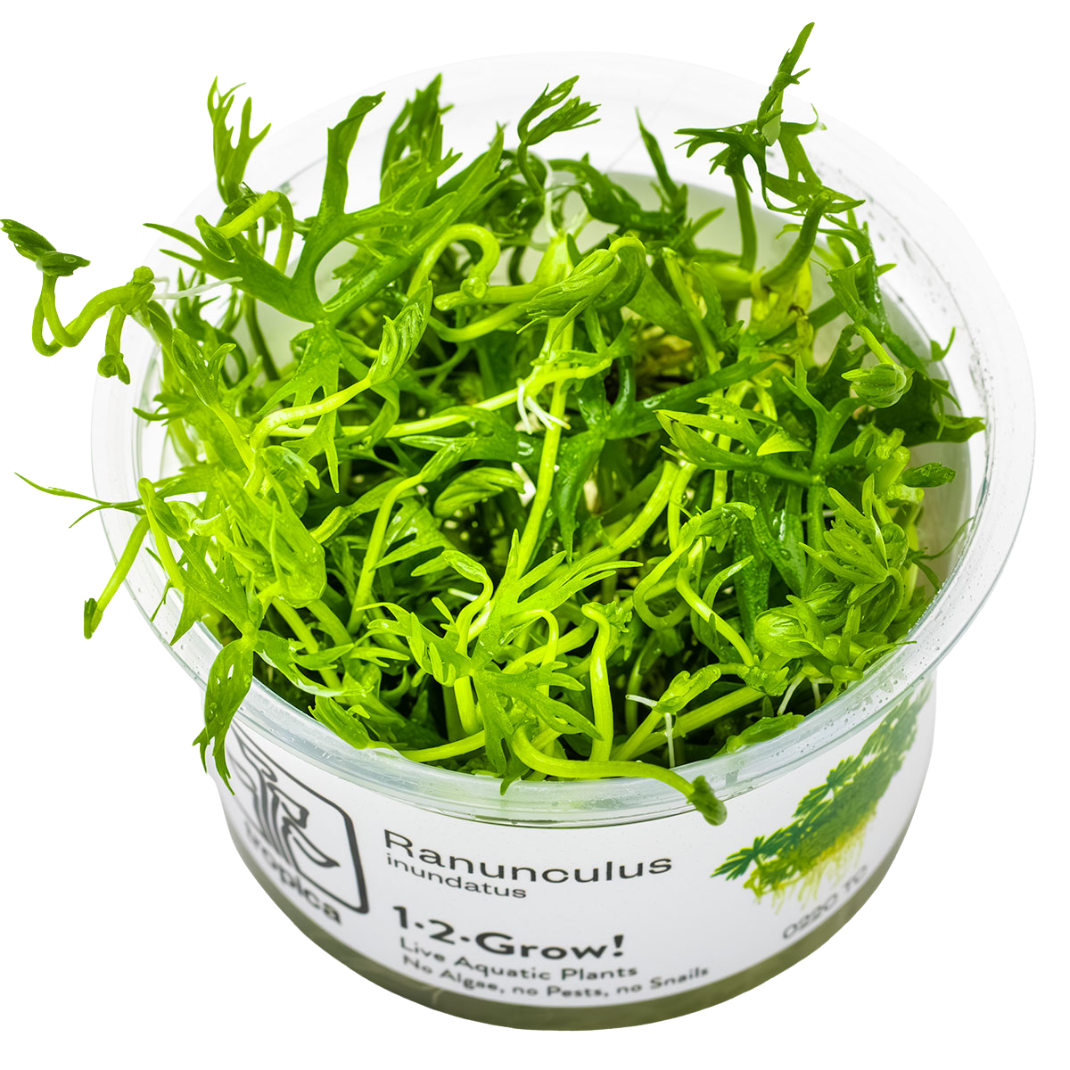 Ranunculus inundatus