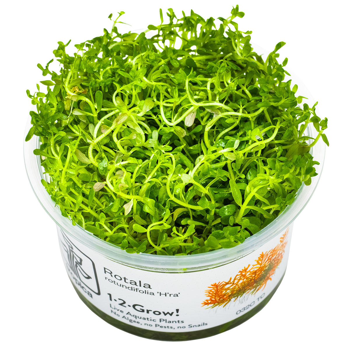 Rotala rotundifolia "Gia Lai" / "H'Ra"